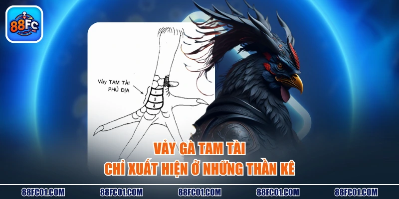 Vảy gà tam tài chỉ xuất hiện ở những thần kê